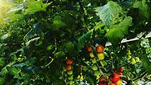 Rajčata jsou pěstovaná přírodní cestou bez pesticidů. Zalévaná jsou filtrovanou dešťovou vodou a opylení ve sklenících obstarávají čmeláci.
