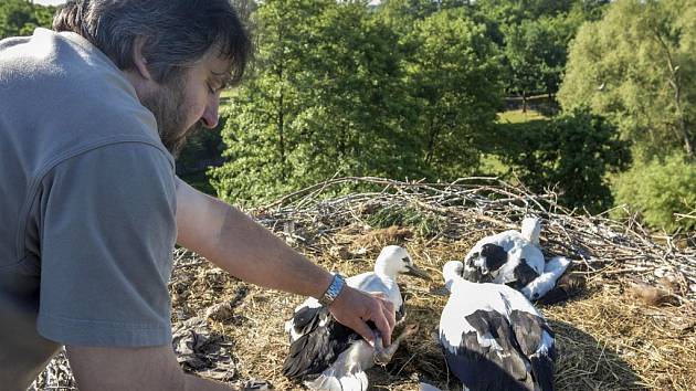 Ornitolog Petr Hora kroužkuje čápata přímo v hnízdě poblíž Kamenného rybníka v zooparku.