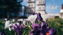 Chomutov se probouzí do jarních barev, které začínají zaplavovat město. Barevně kvetoucí květy jsou vidět po celém městě.