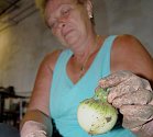 DOMÁCÍ. Čerstvou cibuli právě očistila Helena Řezáčová, která v zemědělské firmě pracuje.