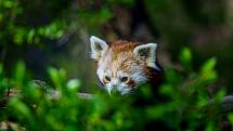 Zvířata v Zooparku během omezeného vstupu z důvodu Covid-19. Na snímku je panda červená. (27.4.2020)