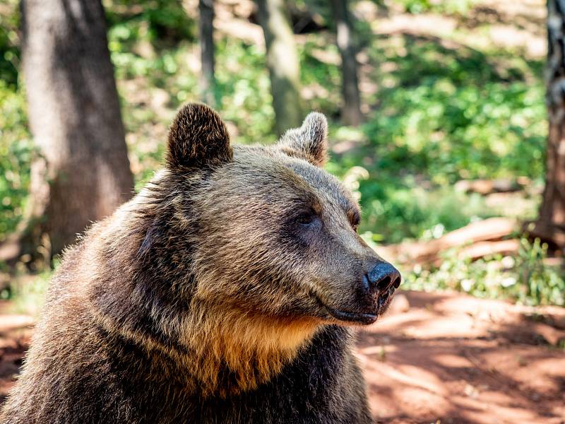 Medvědi v chomutovském zooparku si užívali sníh