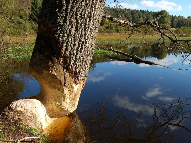 Strom poškozený bobrem