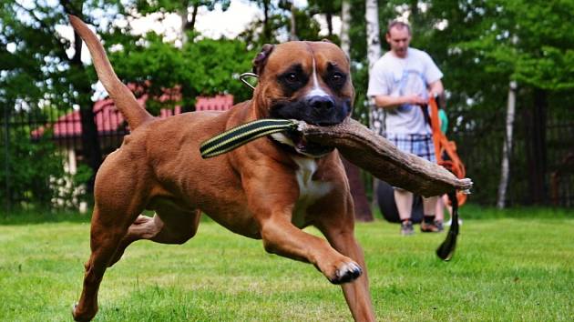 ARGOS. Šestiletý pitbullteriér Argos z Chomutova má rád svou rodinu Randáčkových a také bull sporty, hlavně výskok na peška a tahání pneumatik.