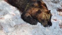 Medvědi v chomutovském zooparku si užívali sněhu a ledu