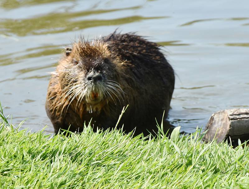 Nutrie v Pesvicích.