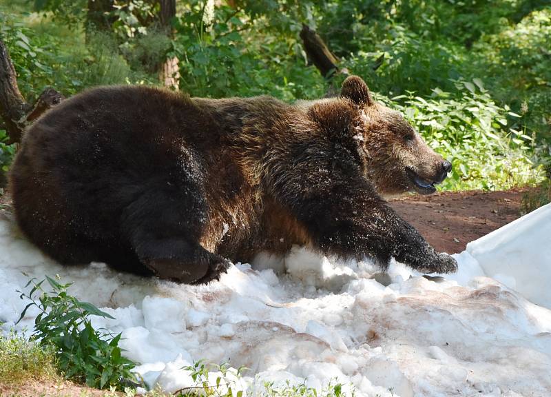 Medvědi v chomutovském zooparku si užívali sněhu a ledu