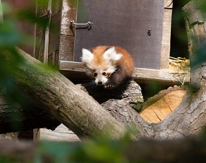 Mládě pandy červené v chomutovském zooparku.