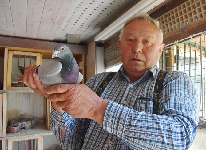 Chovu poštovních holubů a závodům se Zdeněk Hartman věnuje už 47 let.