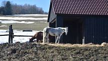 Koně na horské pastvině v Radenově.