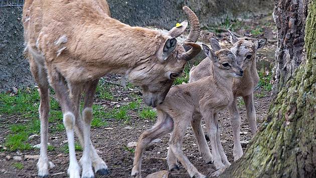 Samice se dvěma ze čtyř roztomilých arkalů, narozených nedávno v chomutovském zooparku.