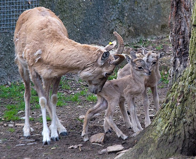 Samice se dvěma ze čtyř roztomilých arkalů, narozených nedávno v chomutovském zooparku.