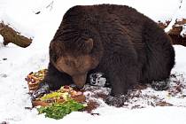 Buzení medvědů v Zooparku Chomutov.
