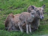 V zooparku se letos narodilo už 45 mláďat, nejvíce ovcí a koz. Další přírůstky chovatelé očekávají. Na snímku mládě arkala se svou matkou. 