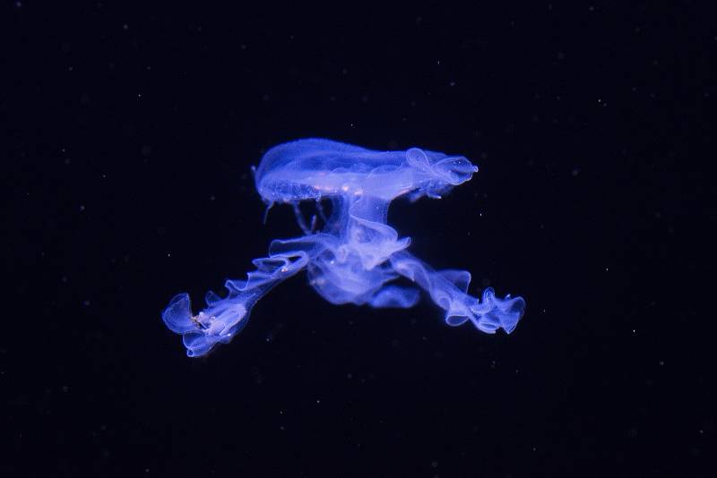 Medúzy patří k atraktivních tvorům mořských akvárií.