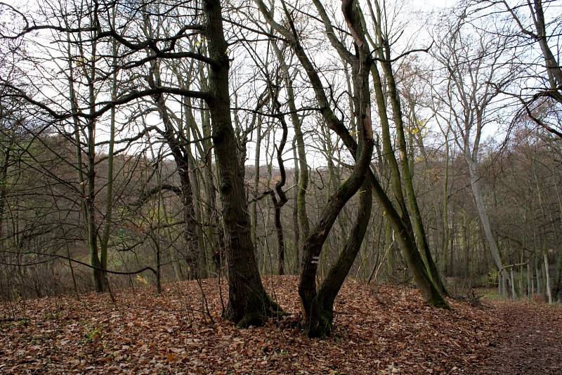 Park u zámku Červený Hrádek.