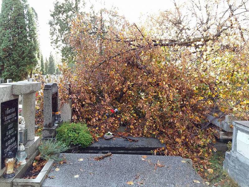 Spadlý strom na hřibtově v Chomutově