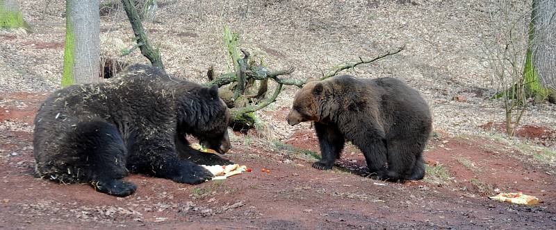 V chomutovském zooparku sladce probudili medvědy.