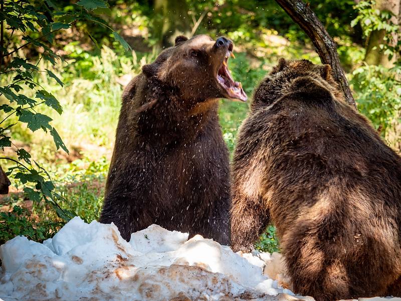 Medvědi v chomutovském zooparku si užívali sníh