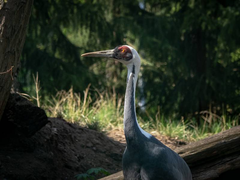 Oslava Dne Země v chomutovském zooparku