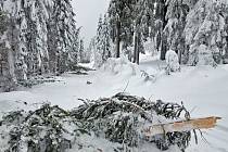 V Krušných horách padají stromy pod tíhou sněhu