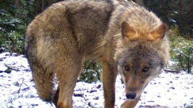 Vlk zachycený fotopastí na Kokořínsku