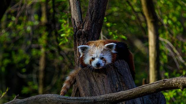 Zoopark Chomutov. Na snímku je panda červená. 