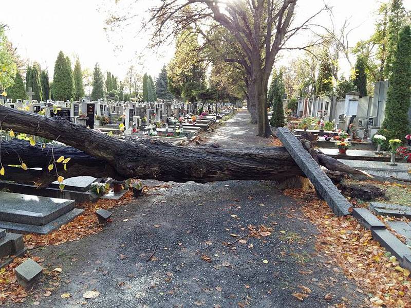 Spadlý strom na hřibtově v Chomutově