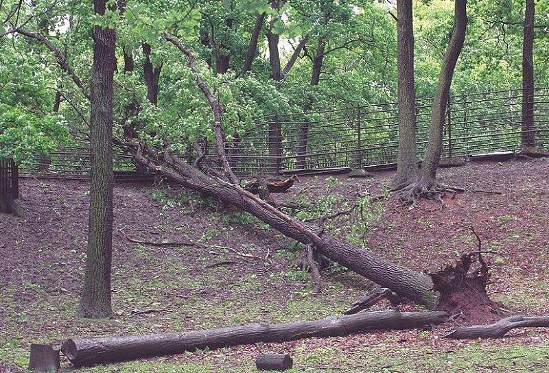 V zooparku jeden povalený strom poničil plot u výběhu takinů.