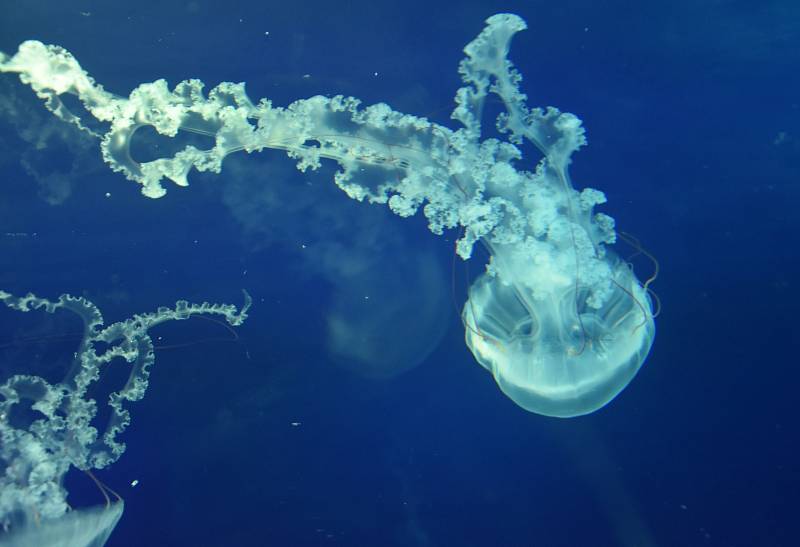 Chomutovský zoopark otevřel pavilon s medúzáriem