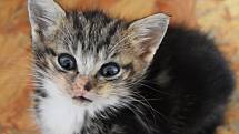 V útulku Petronella je nyní téměř 140 koček. Zařízení proto dočasně zastavilo další příjem.