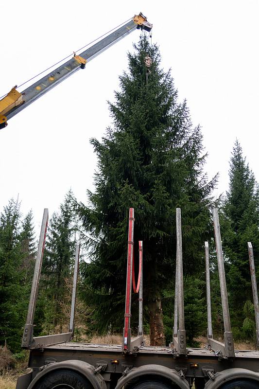 Chomutov už má vánoční strom, který zbývá ještě ozdobit. Jde o smrk, který je přibližně 40 let starý a měří cca 12m. Pochází z Městských lesů Chomutov z prostoru Hory sv. Šebestiána.