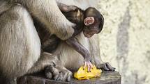Mládě makaka se od maminky zatím nehne ani na krok.