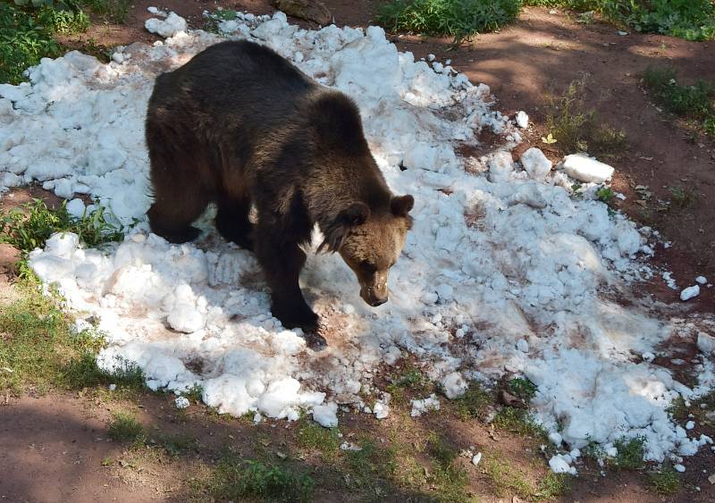 Medvědi v chomutovském zooparku si užívali sněhu a ledu