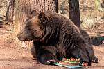 Tradiční probouzení medvědů hnědých v Zooparku Chomutov
