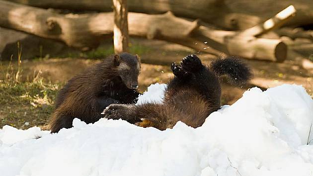 The wolves at the Chomutov zoo will enjoy traditional summer fun in the snow.