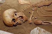 Část ostatků, které byly nalezeny ve středověkém hrobě u Mlékojed