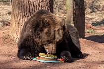 Tradiční probouzení medvědů hnědých v Zooparku Chomutov. Ilustrační foto