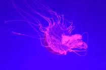 Chomutovský zoopark otevřel nové medúzárium.