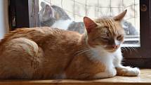 V útulku Petronella je nyní téměř 140 koček. Zařízení proto dočasně zastavilo další příjem.