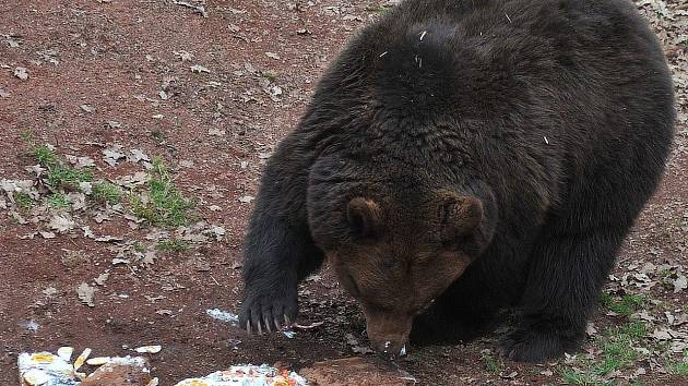 Probouzení medvědů v Podkrušnohorském zooparku.