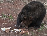 Probouzení medvědů v Podkrušnohorském zooparku.
