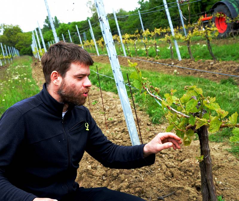 Jarní otevření vinohradů ve Vičicích na Chomutovsku