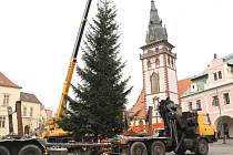 Dělníci na náměstí 1. Máje v Chomutově ořezávají spodní větve u vánočního strom a zasouvají ho do země.
