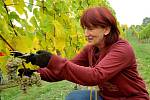 V těchto dnech sklízí hrozny sběrači na vinici Václava Hlavy ve Stranné na Chomutovsku (na snímku). Za tři roky by už mohli sbírat hrozny také na nových vinicích v Kadani. 