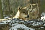 Vlky chovají už řadu let v Podkrušnohorském zooparku v Chomutově. Na snímku jsou dva z těch, které lze ve výběhu zooparku zahlédnout.