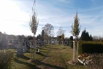 Na hřbitově v Radonicích jsou nově vysázené stromy.