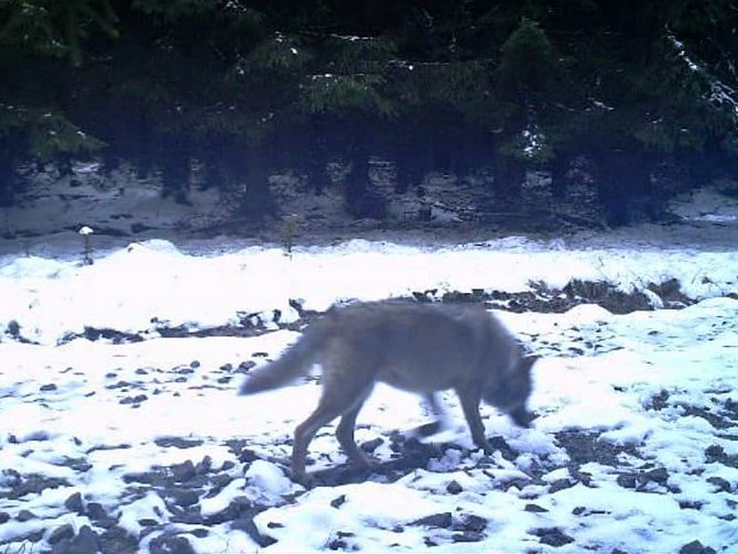 Vlk zachycený na jedné z fotopastí členů mysliveckého sdružení MS Hadí údolí u Výsluní.