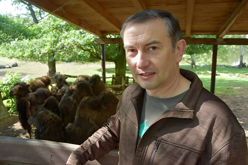 Vedoucí zoolog Miroslav Brtnický s velbloudy v chomutovském zooparku
