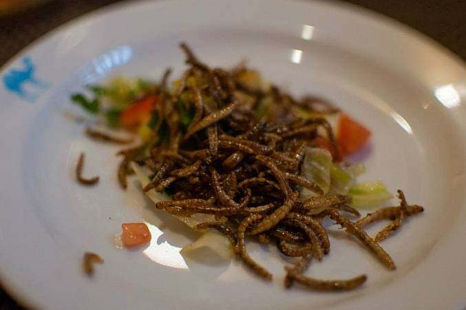 Hmyz na talíři propagátora této stravy Davida Švejnohy